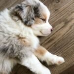 Australian shepherd puppy sleeping