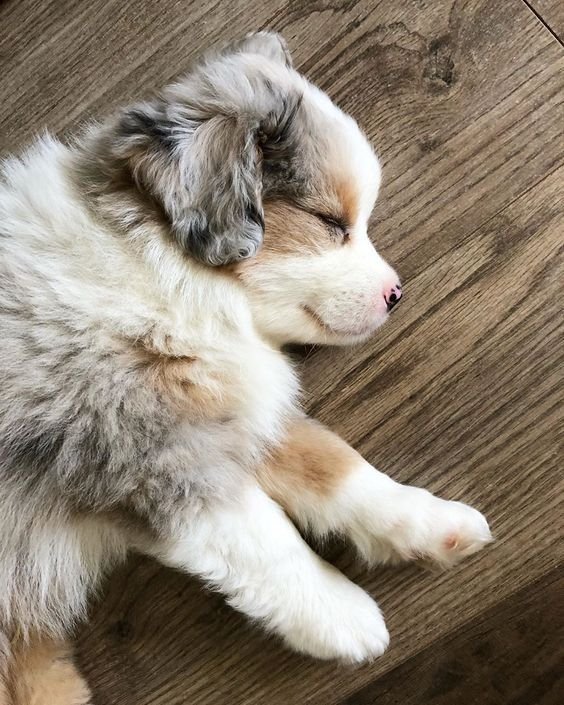 Australian shepherd puppy sleeping